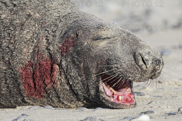 Grey seal