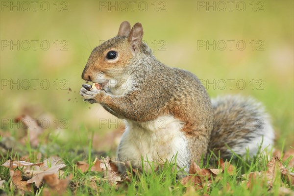 Eastern gray squirrel