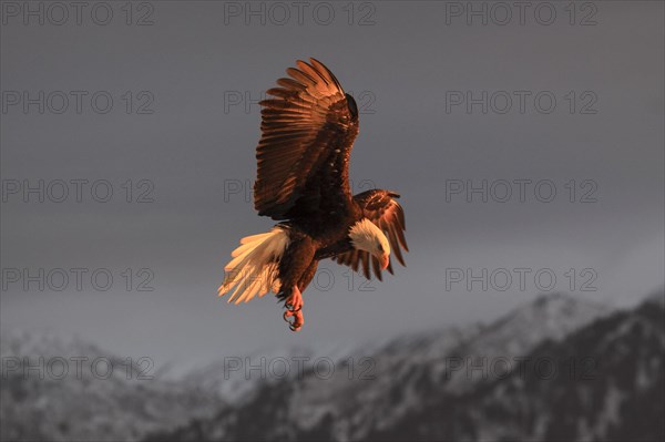 Bald eagle