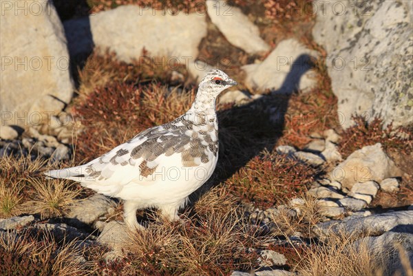 Rock Ptarmigan