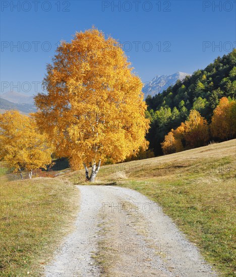 Country lane in the Lower Engadine