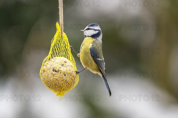 Blue Tit