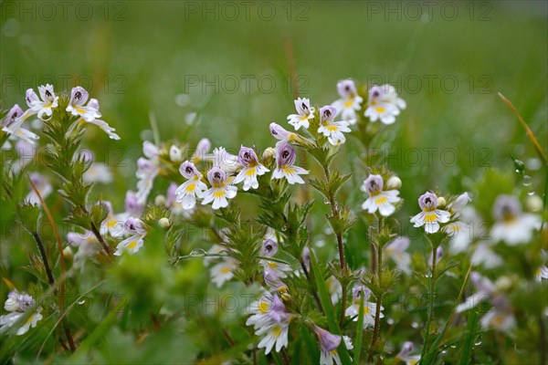 Eyebright