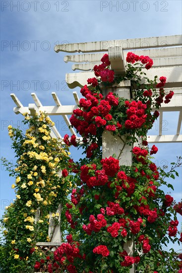 Climbing roses