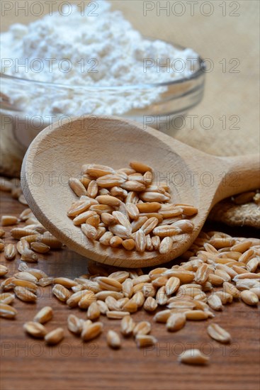 Dinkel wheat