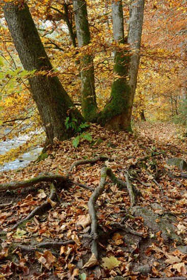 Beech in autumn