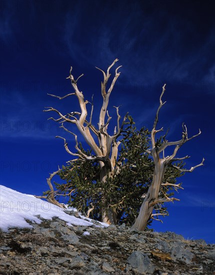 Rocky Mountain bristlecone pine