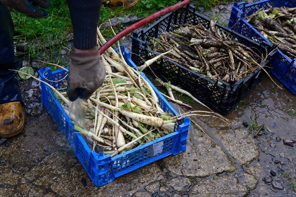 Freshly harvested Parsleys roots