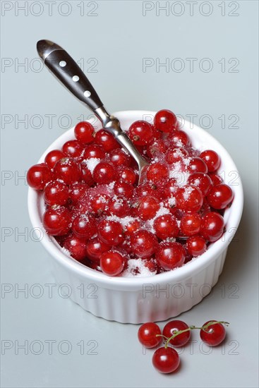 Redcurrants with sugar