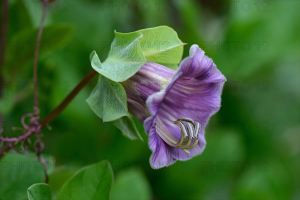 Cup-and-saucer vine