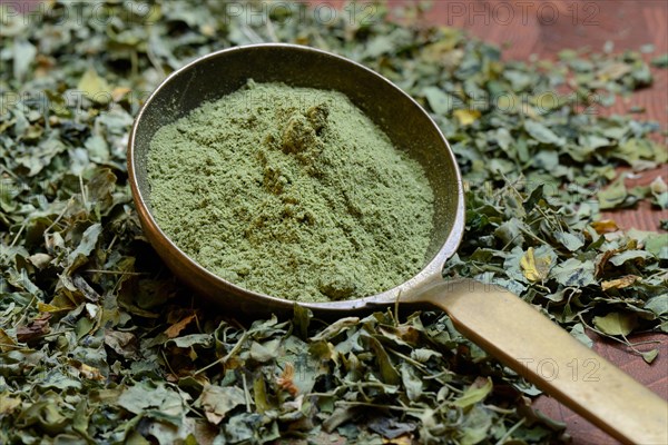 Moringa leaves and Moringa powder in scoop