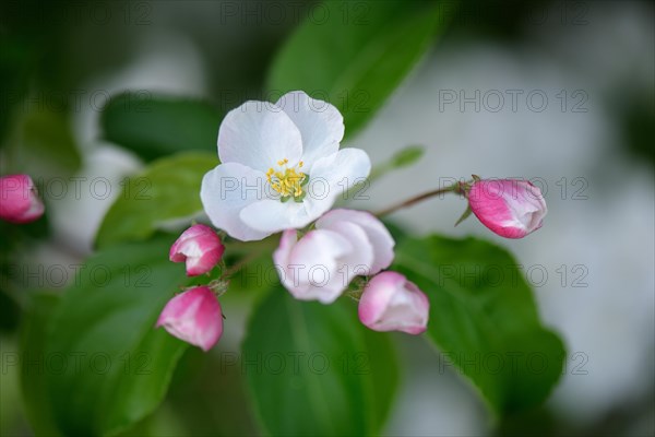 Ornamental apple