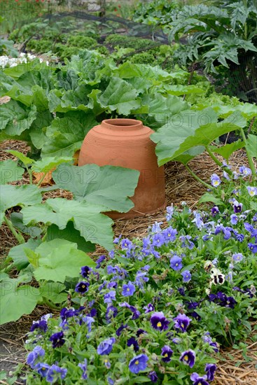 Rhubarb bleaching pot