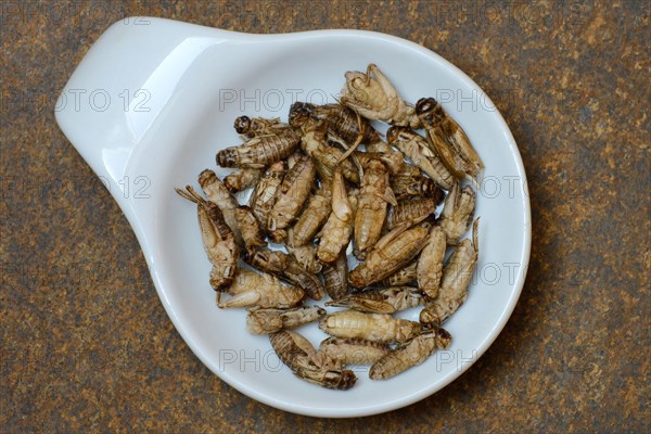 Dried crickets in shell