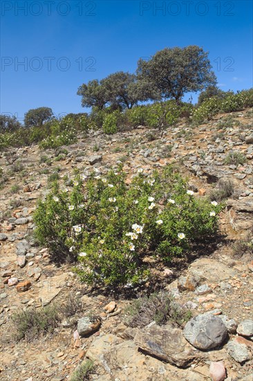 Lacquer cistus and cork oaks