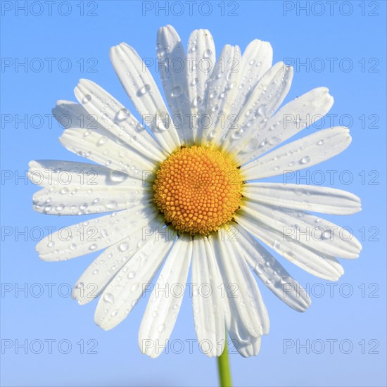 Ox-eye daisy