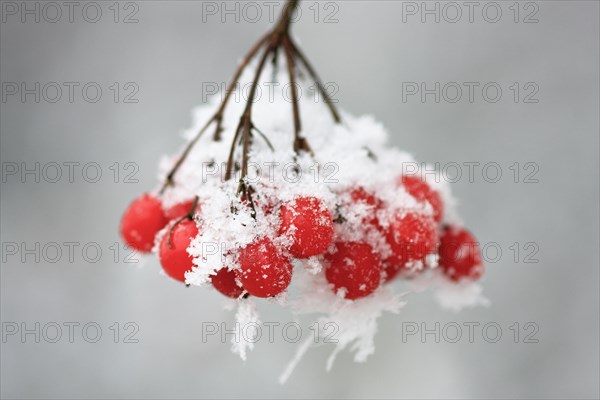 Guelder rose