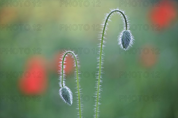 Poppy flowers