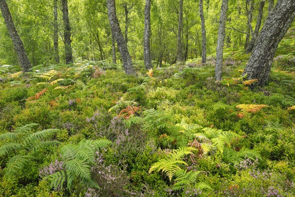 Birch forest