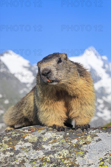 Alpine Marmot