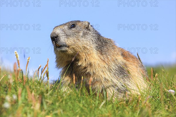 Alpine Marmot