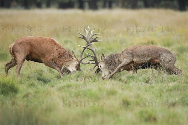 Red Deer or Hart