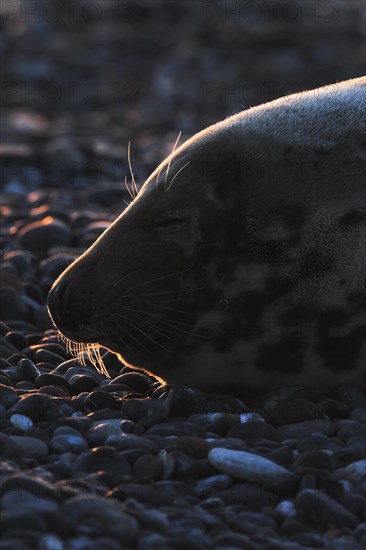 Grey seal