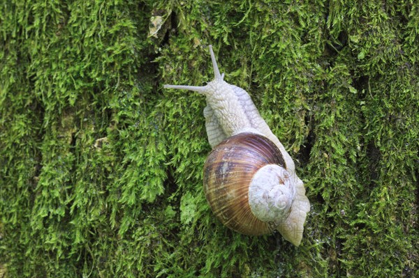 Burgundy snail