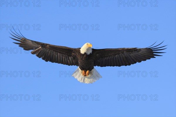 Bald eagle