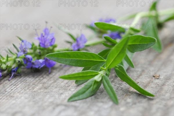 Hyssop