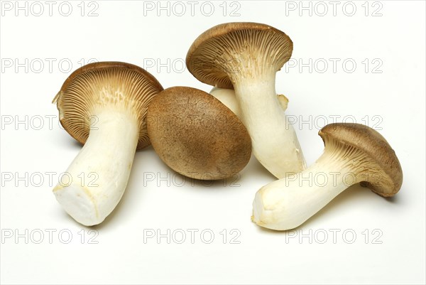 Brauner king trumpet mushroom