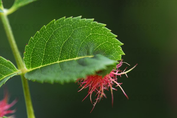 Mossyrose gall wasp