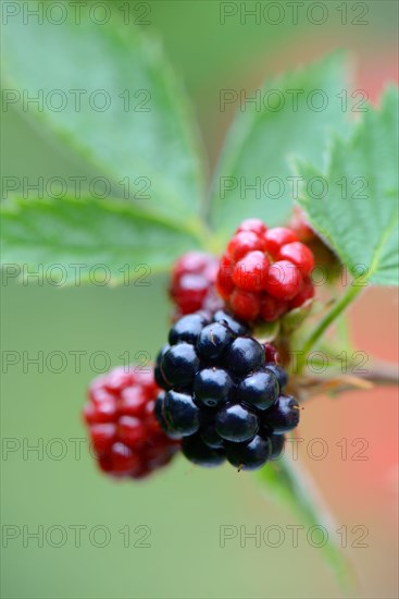 Blackberry