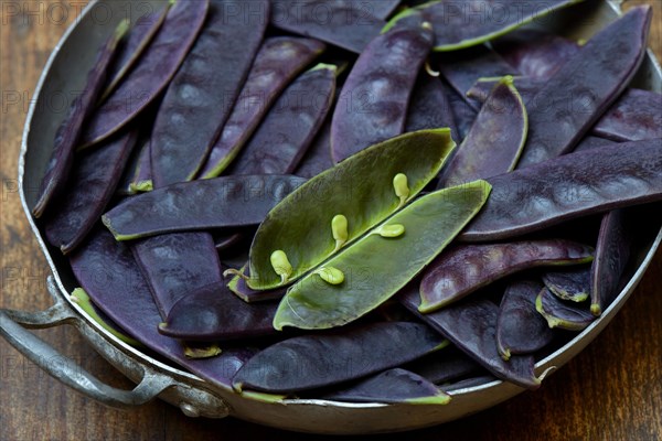 Violet pods