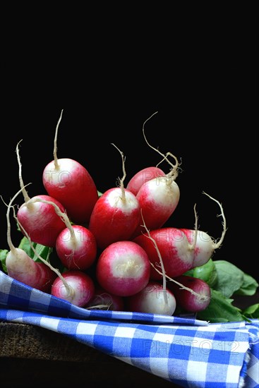 Red-white Red Radish
