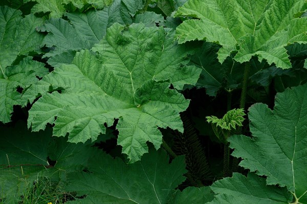 Gunnera