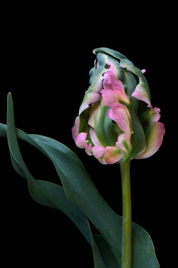 Parrot tulip