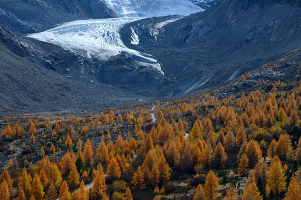 Foothills of the Morteratsch Glacier with larch