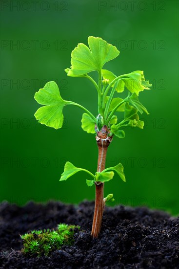 Leaf shoots of ginkgo tree