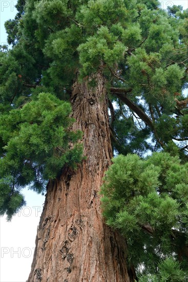 Giant sequoia