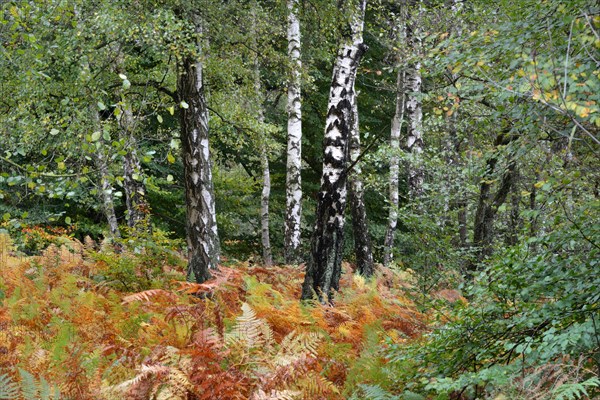 Birches and Bracken