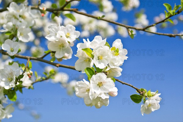 Blossoming apple tree