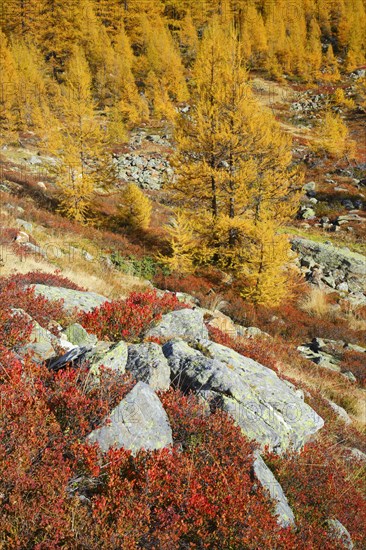 Larch forest and blueberry bushes