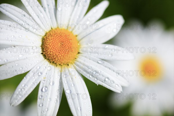 Ox-eye daisy