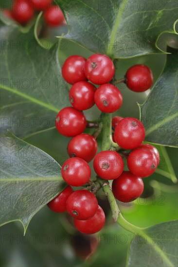 European holly in the forest