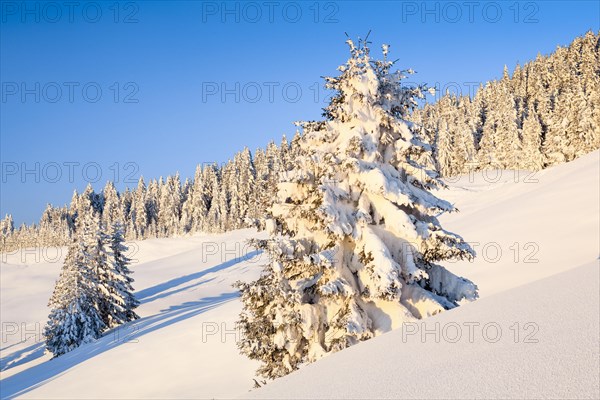 Snowy fir forest