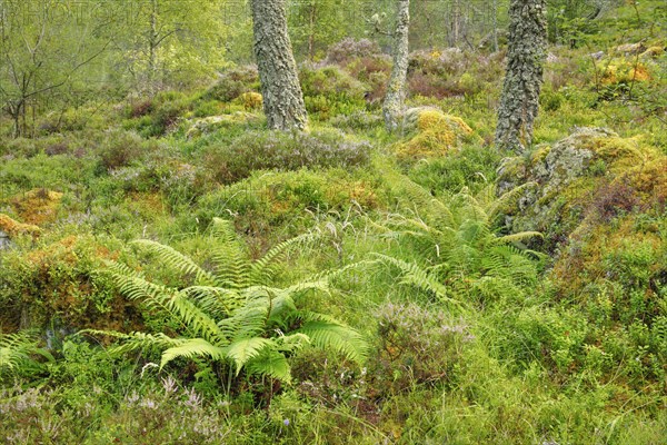 Birch forest