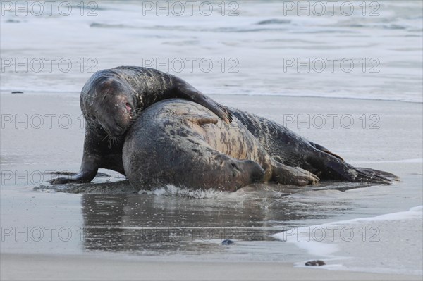 Grey seal