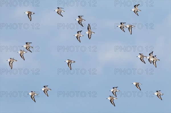 Sanderling