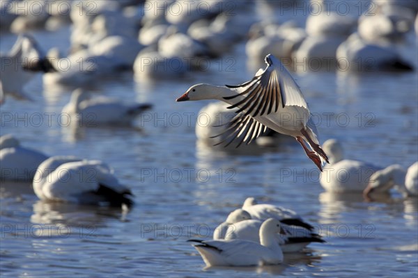 Snow goose